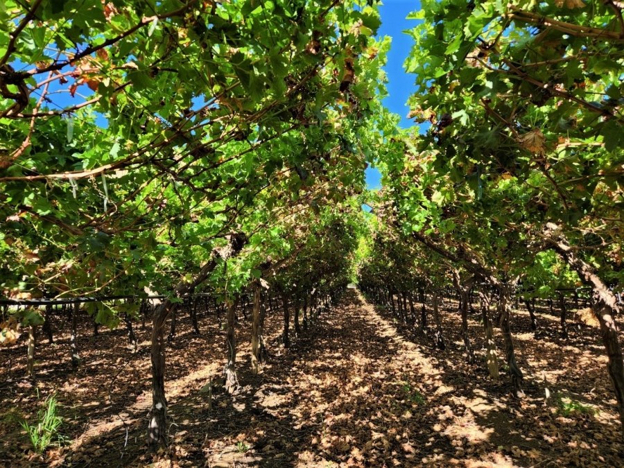 Commercial Property for Sale in Kakamas Rural Northern Cape